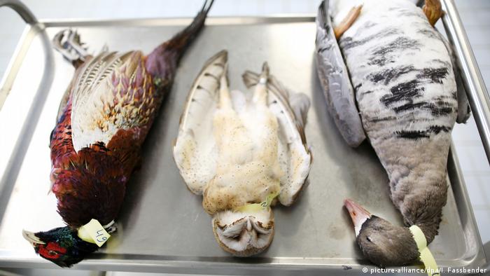 Worst Avian influenza outbreak in UK records may want to positioned Christmas turkeys at danger 2022 3 36501968 303 1