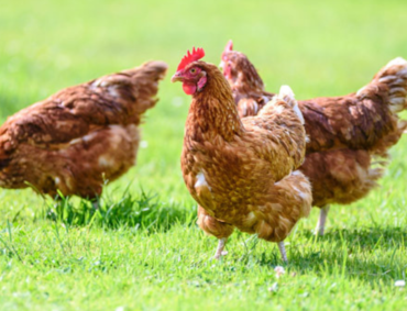 Worst Avian influenza outbreak in UK records