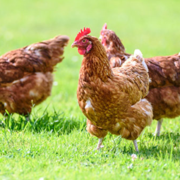 Worst Avian influenza outbreak in UK records
