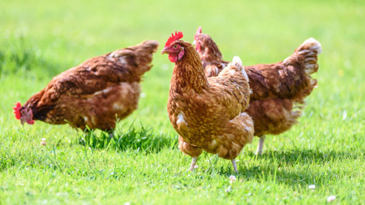 Worst Avian influenza outbreak in UK records